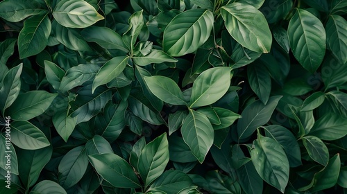 Creative layout made of green leaves Flat lay Nature background : Generative AI