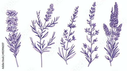Hand drawn lavender bunches and wreath outline sket photo