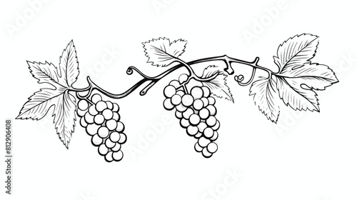 Hand drawn monochrome branch of grape vine with lea photo