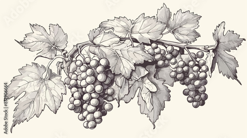 Hand drawn monochrome leaf of grape vine sketch vec