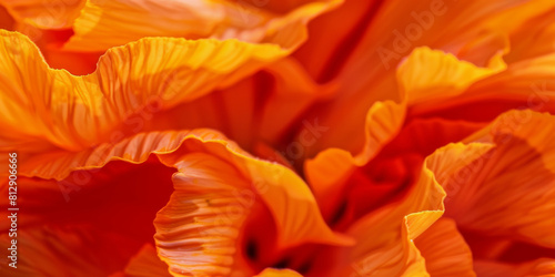 Vibrant Orange Poppy Flower Petals in Full Blossom