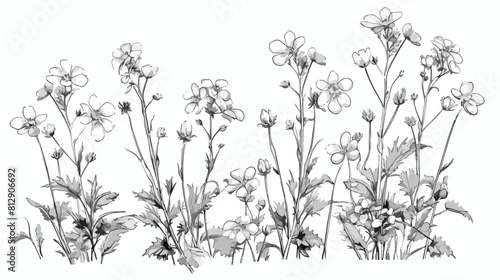 Hand drawn monochrome mustard plant sketch style ve