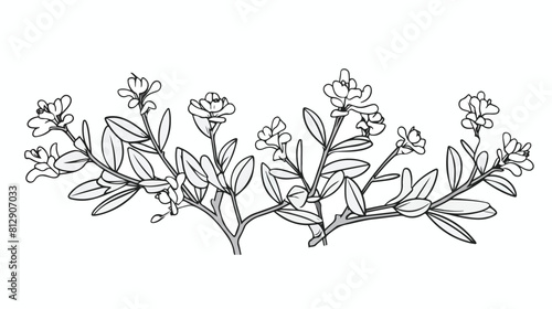 Hand drawn monochrome thyme plant with flowers sket