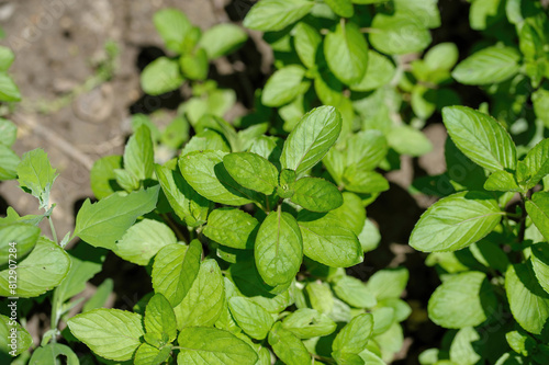 Close-up shoot of green peppermint plant. Mentha piperita