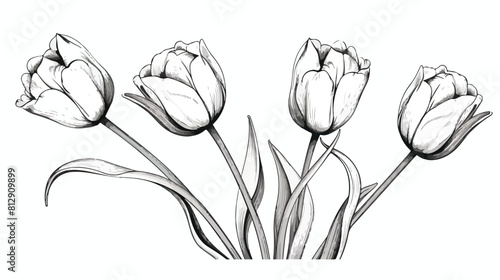 Hand drawn tulip flower with black and white outlin photo