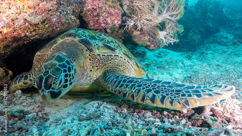 El reposo de la tortuga