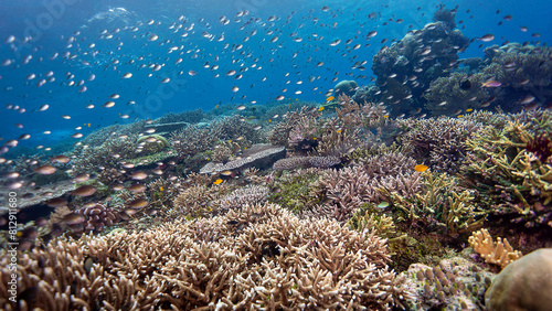 Fototapeta Naklejka Na Ścianę i Meble -  The beauty of corals spreads across the reef