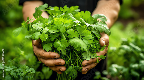 Handful of freshly picked coriander leaves held by a gardener, with a garden bed full of herbs in the background photo