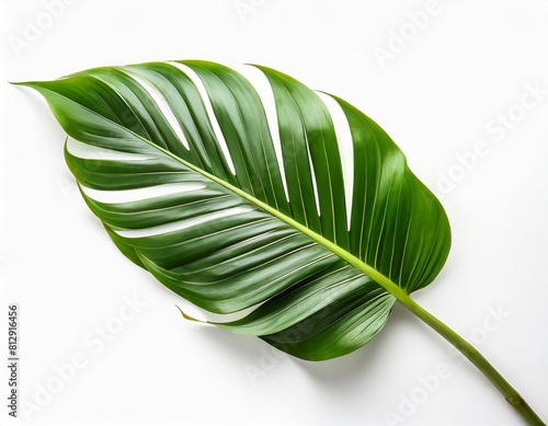 flat single tropical leaf on white background