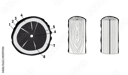 Vector illustration with types of trunk cuts. Different wood patterns: transverse, tangential, radial. Horizontal vector illustration