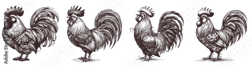 rooster chicken hand drawn vector isolated