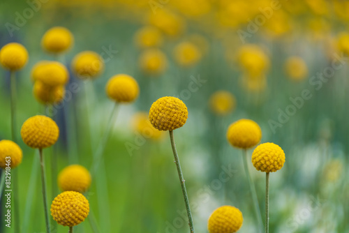 可愛いクラスペディアのお花畑