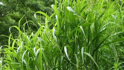 風に揺れる雑草