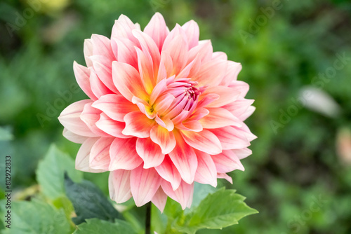 Beautiful dahlia flower in the park.