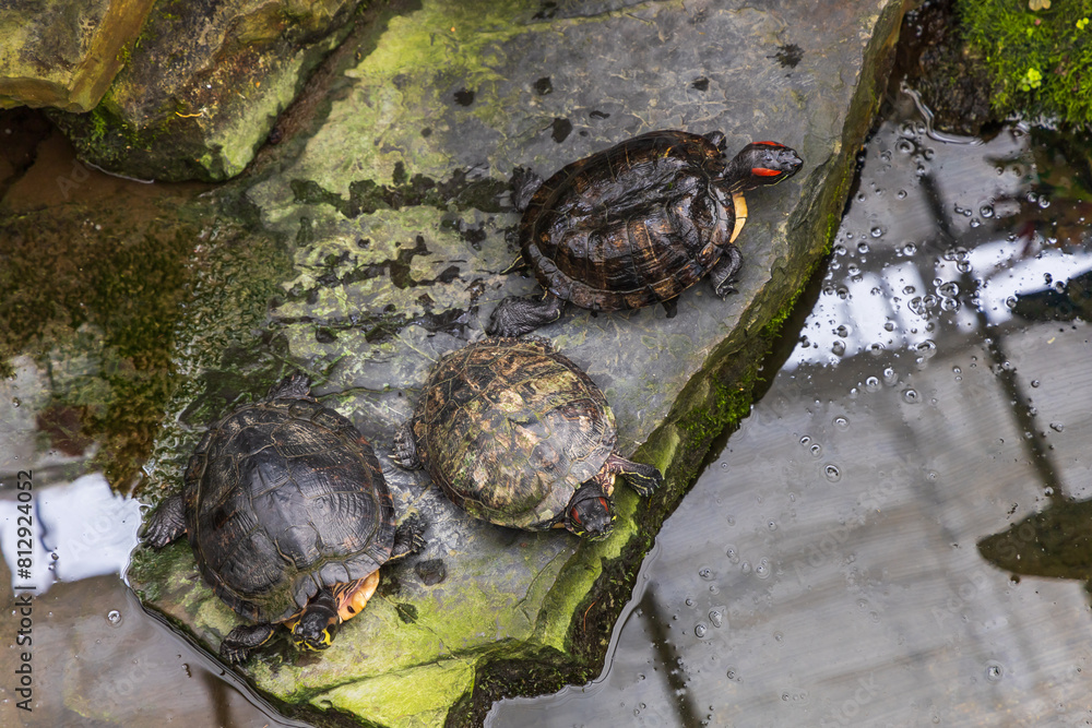 A large turtle with a shell. The turtle has a body outside the shell. Magnificent tortoise (Trachemys scripta) A large turtle with a shell. The turtle has a body outside the shell. Magnificent tortoise (Trachemys scripta)