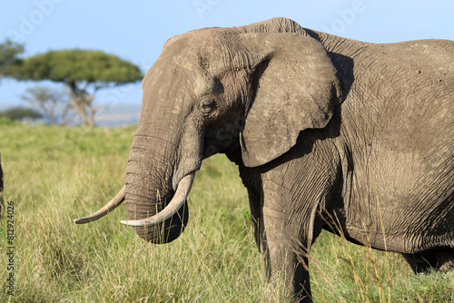 Portrait of an big African elephant
