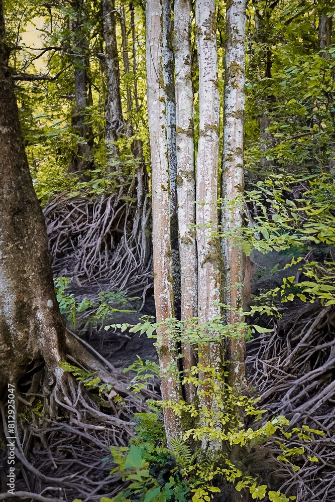 die erstaunliche Evolution der Natur