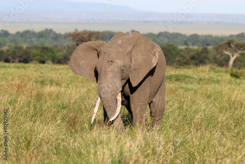 Elephant in the gras of Masai Mara national Park