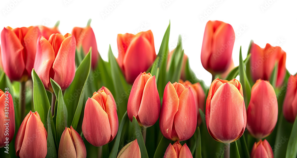 Wallpaper of Tulips on a transparent background with copy space for text Wallpaper of Tulips on a transparent background with copy space for text