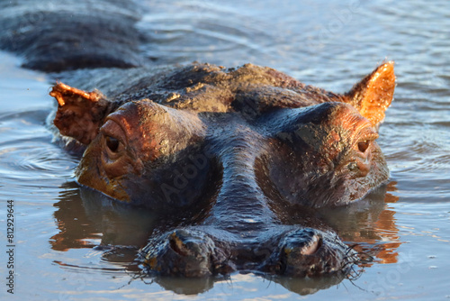 Obraz na plátně hippopotamus in water