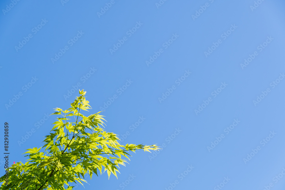 青空と新緑の青紅葉 青空と新緑の青紅葉
