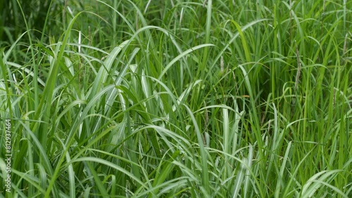 風に揺れる雑草
