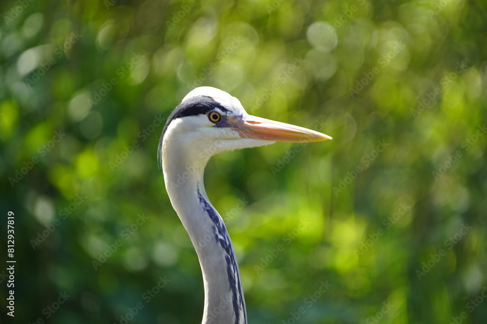 The Gray Heron (Ardea cinerea), is a wading bird of the heron family Ardeidae, native throughout temperate Europe and Asia and also parts of Africa. Walsrode Bird Park, Germany. The Gray Heron (Ardea cinerea), is a wading bird of the heron family Ardeidae, native throughout temperate Europe and Asia and also parts of Africa. Walsrode Bird Park, Germany.
