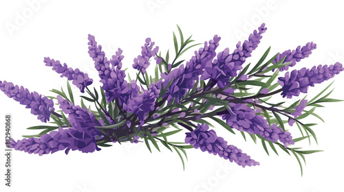 Lavender garden aromatic flower branches hand drawn