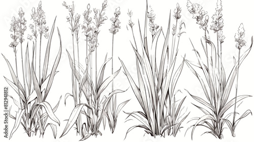 Lemongrass plant black and white illustration in sk photo