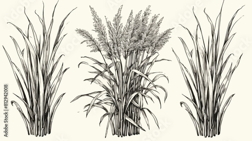 Lemongrass shrub with stems engraving sketch style