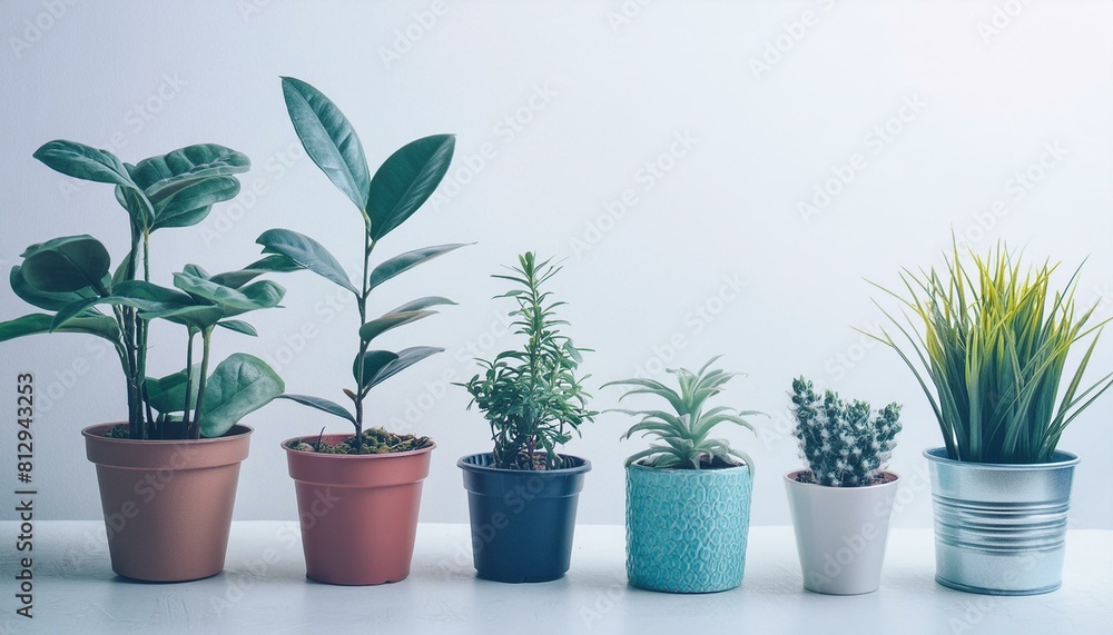 Obraz premium collection of ornamental plants in pots on white background