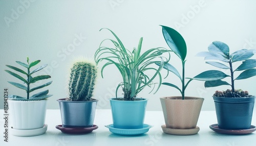 collection of ornamental plants in pots on white background © ULFATRAZA