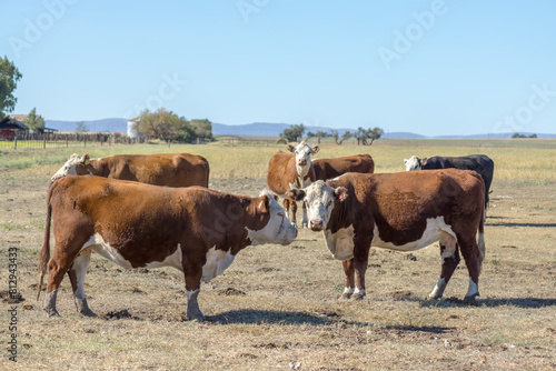 brown and white Argentinian Polled Hereford cows in a field.