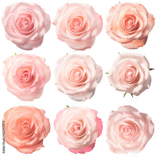 png set of different pink roses