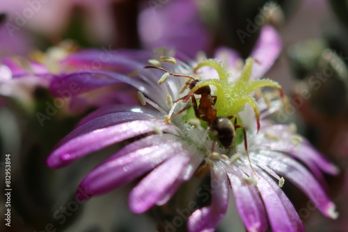 fiore e formica photo