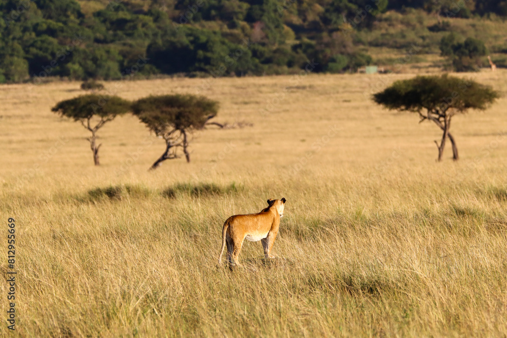 Lioness watching his territory Lioness watching his territory