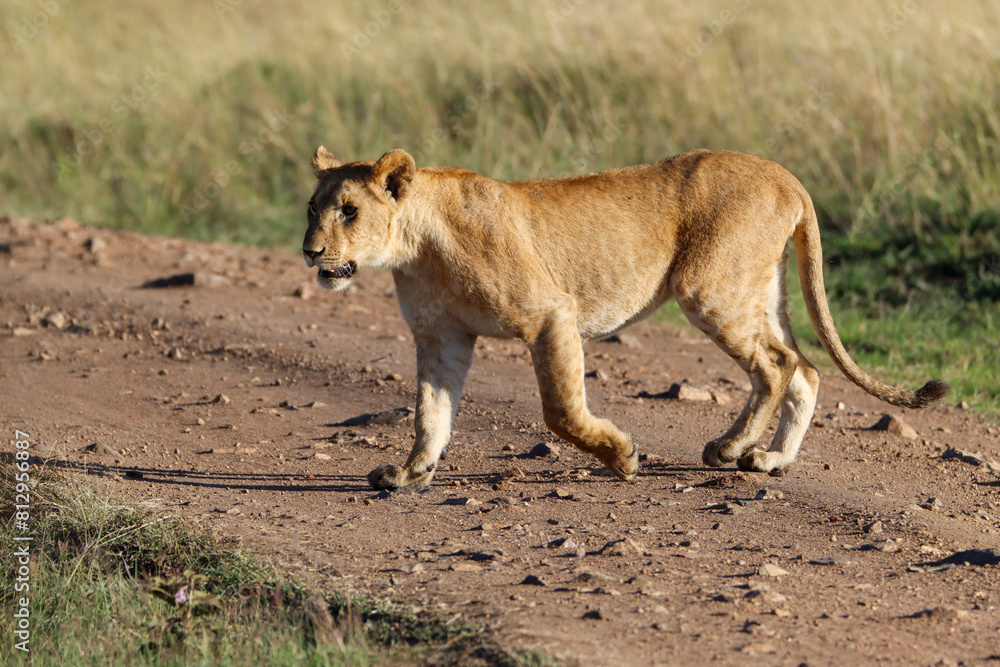Closeup of a young lioness crossing the road Closeup of a young lioness crossing the road