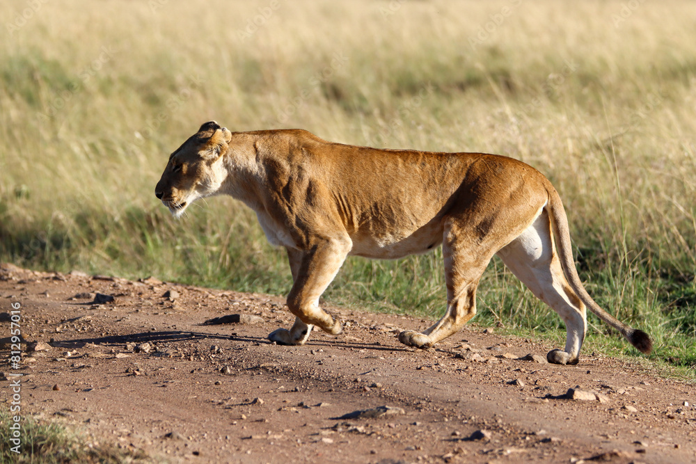 lion cub in the savannah lion cub in the savannah