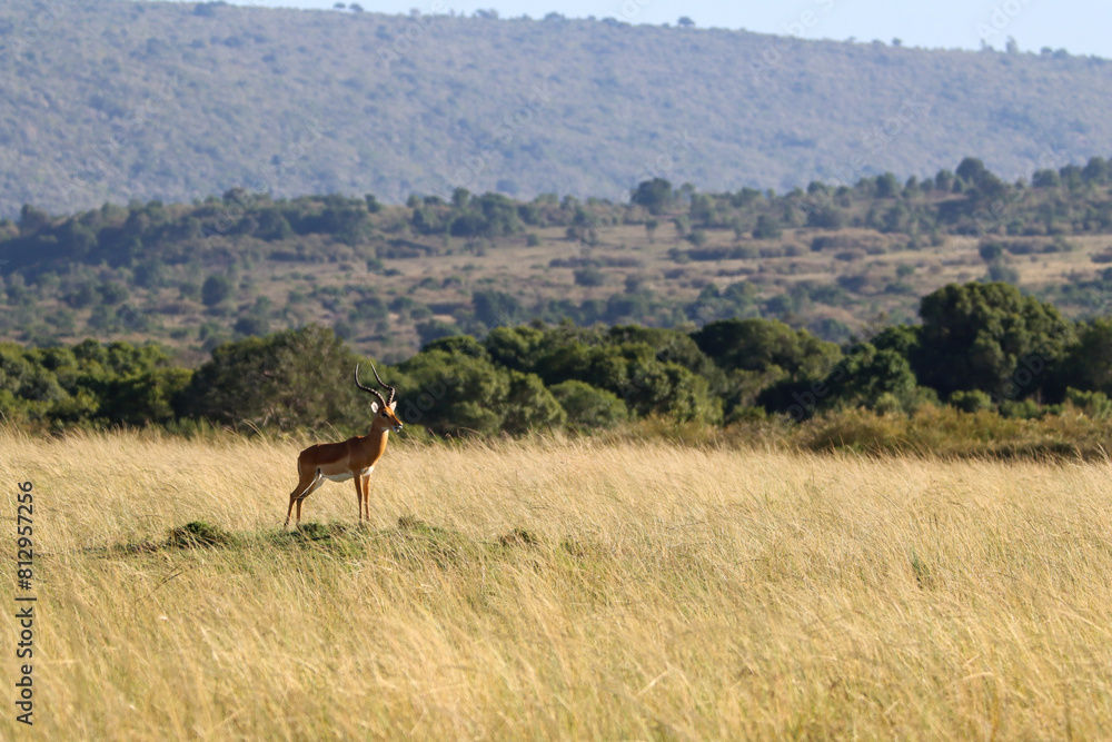 Fototapeta premium Landscape with impala in Masai Mara National park