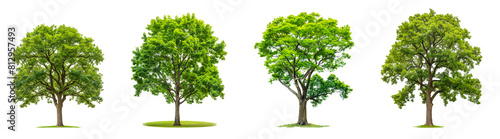 set of green trees collection with branches isolated transparent or white background  3d rendering