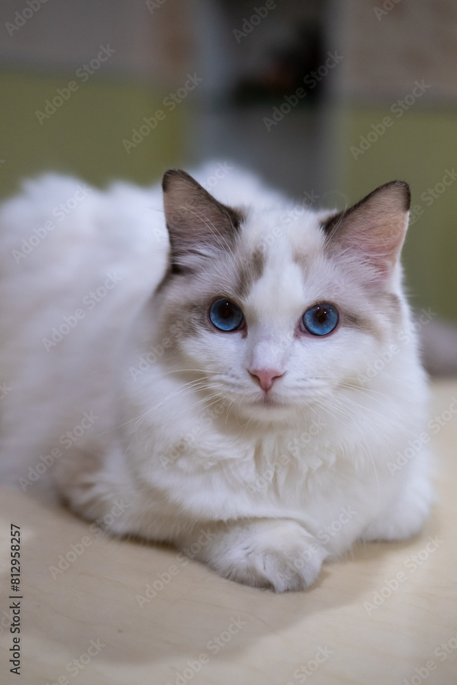 Close-up of Cute, Ragdoll cat, looking at the camera. 7 months old Close-up of Cute, Ragdoll cat, looking at the camera. 7 months old