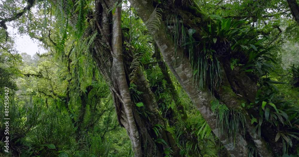 Tropical green rainforest, 4K Aerial drone top view shot Tropical green rainforest, 4K Aerial drone top view shot