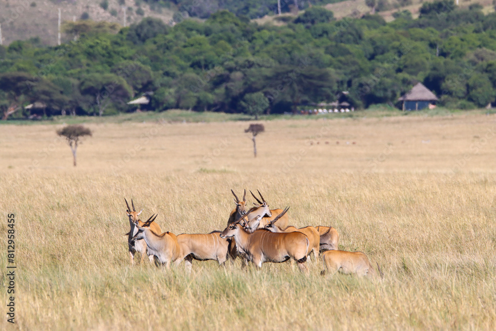 Group of elands with the Kichwa Tembo camp in the background Group of elands with the Kichwa Tembo camp in the background