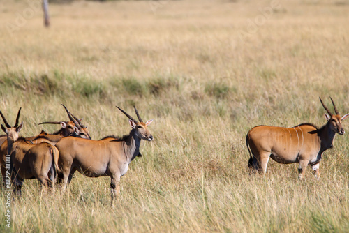 Elands in Masai Mara savannah