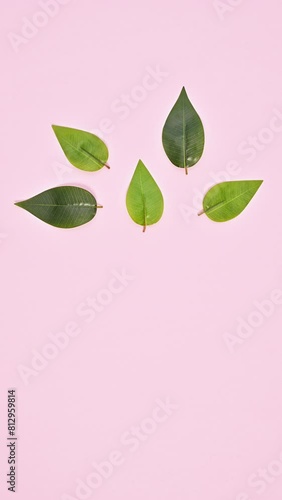 Wallpaper Mural Paper to Leaf: Ecological Transformation of paper into green leaves. Stop Motion Torontodigital.ca