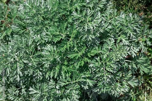 Commom wormwood plant leaves close up background photo