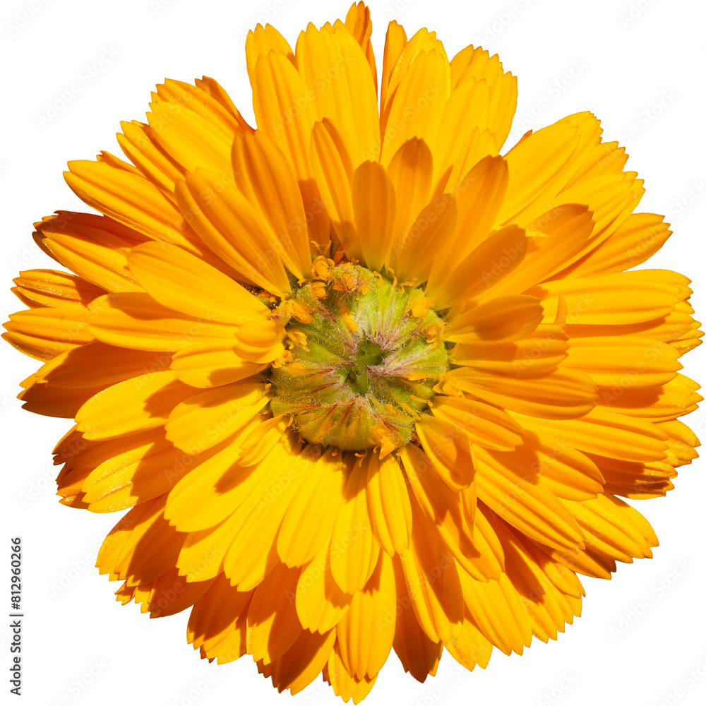 Close up of Marigold, Isolated flower.Calendula officinalis. Calendula flower and buds PNG cutout