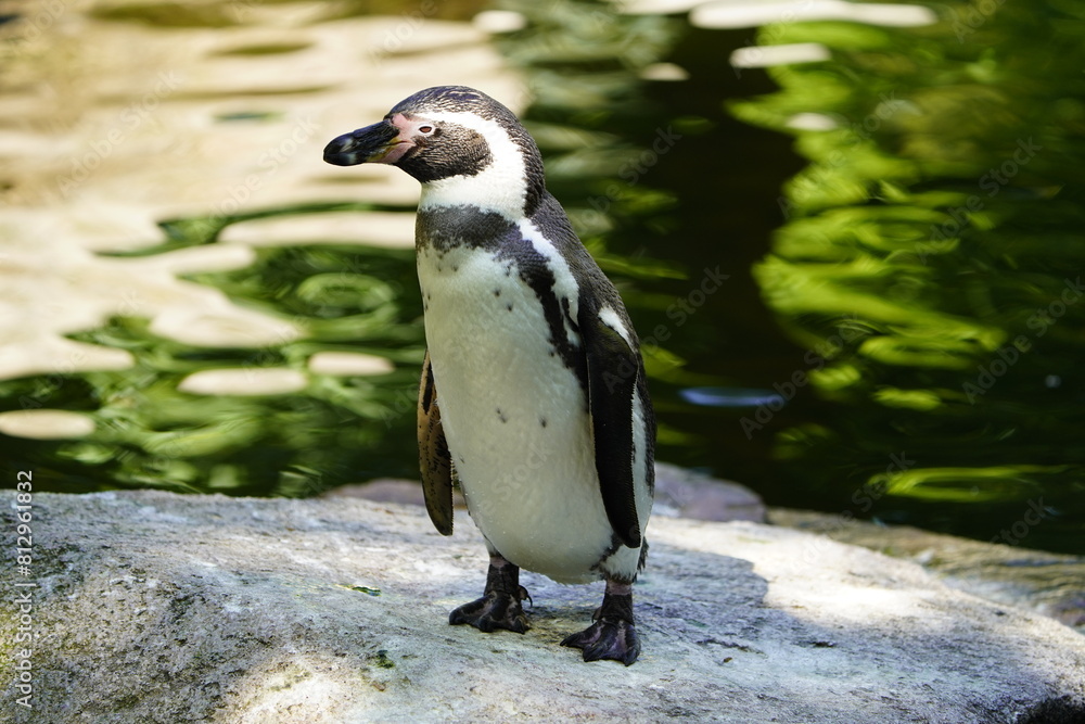 Fototapeta premium The banded penguins are penguins that belong to the genus Spheniscus. There are four living species, all with similar banded plumage patterns. Walsrode Bird Park, Germany.