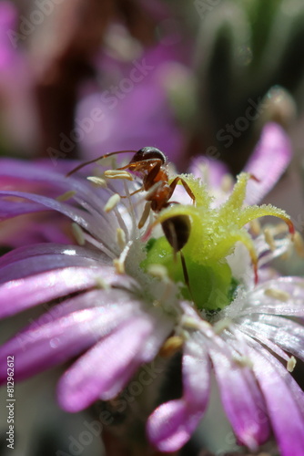 fiore e formica photo