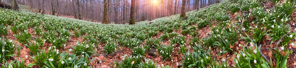 the first flowers appear
